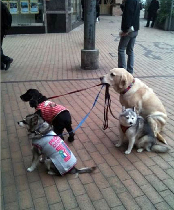 A PetFriendly Myrtle Beach HUGE List of Places to Bring the Pooch