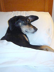Dog in Bed 