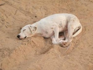 Take a Dog to the Beach