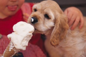 Puppy Eating Ice Cream at the Beach